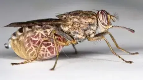 Process optimization works like a hive, searching tirelessly for the best outcome