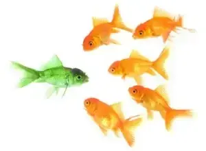 Scheduling a process improvement interview without the stall